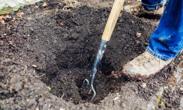 หลุมปลูก