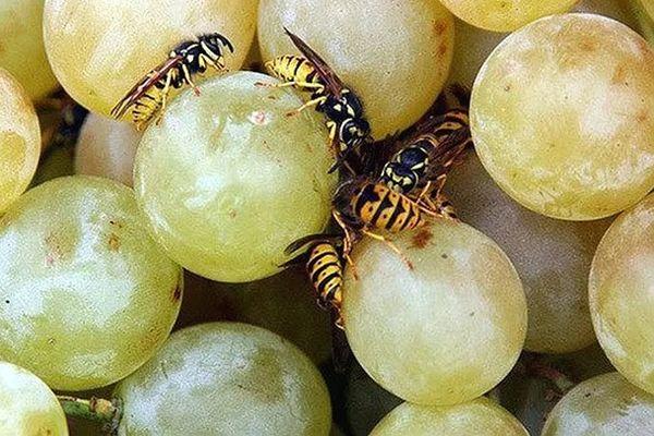 abeilles sur raisins