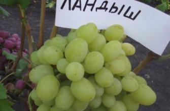 พันธุ์ลิลลี่ออฟเดอะวัลเลย์