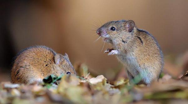 ศัตรูพืชจำพวกหนู