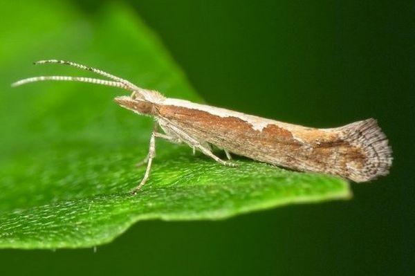 ผีเสื้อกลางคืนบนใบ