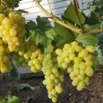 องุ่นขาว