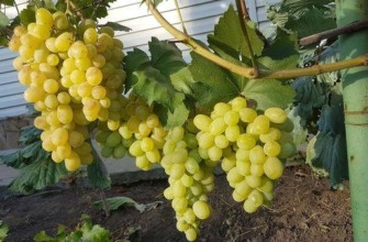 องุ่นขาว