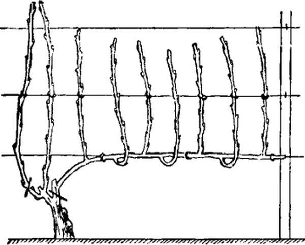 การก่อตัวขององุ่น