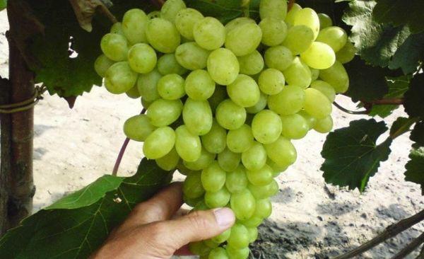 ผลไม้ของลอร่า