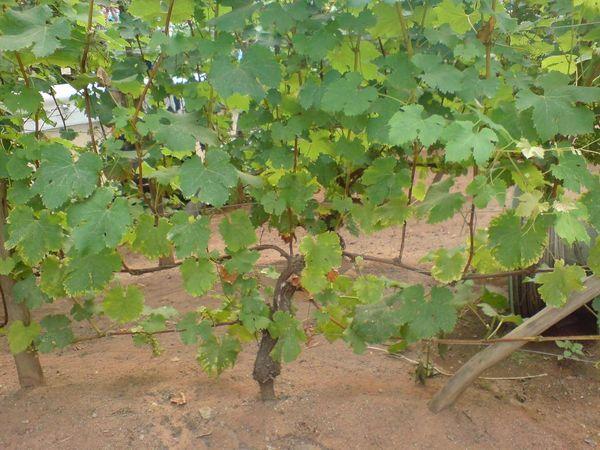 การดูแลองุ่น