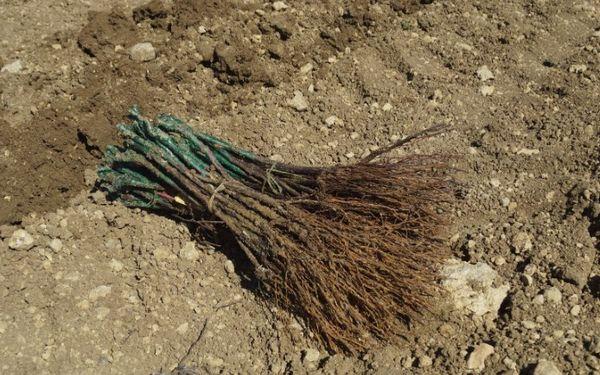 ต้นกล้าพร้อมปลูก