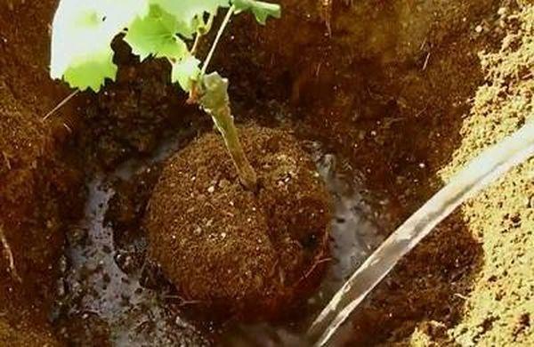 การปลูกต้นกล้า