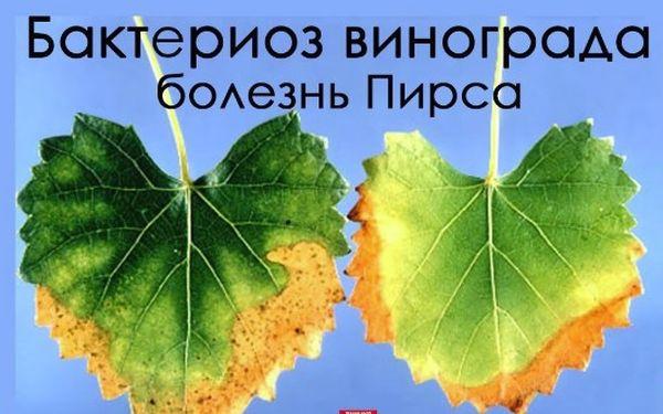 โรคใบไหม้จากแบคทีเรียในองุ่น