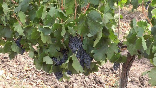 การปลูกองุ่น