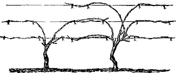 การตัดแต่งและจัดรูปทรง