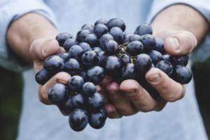 ลักษณะและลักษณะขององุ่นพันธุ์เมอร์โลต์ การปลูกและการดูแล