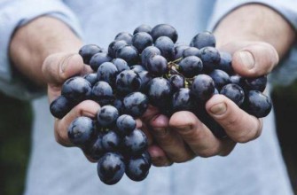 องุ่นดำ