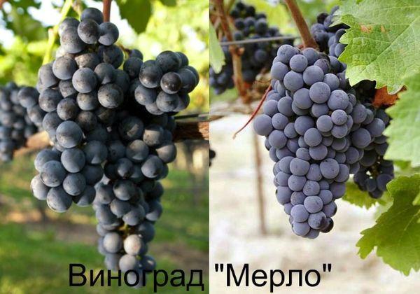 องุ่นเมอร์โลต์