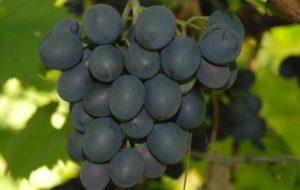 ลักษณะและคำอธิบายขององุ่นมอลโดวา การดูแลสำหรับเจ้าชายดำ