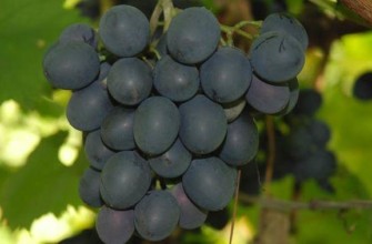 องุ่นดำ