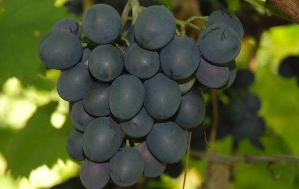 องุ่นดำ