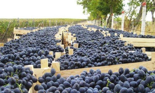 องุ่นในกล่อง