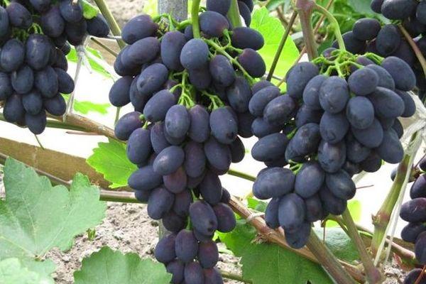 พวงองุ่น