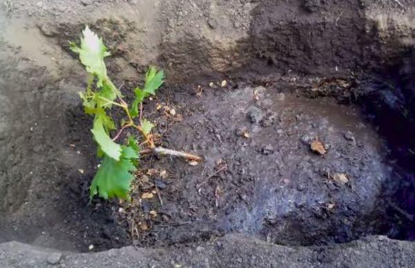 การปลูกองุ่น