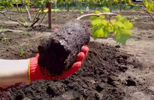 การเตรียมต้นกล้า