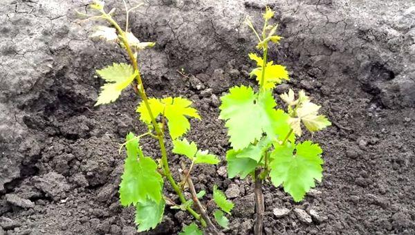 ต้นกล้าองุ่น