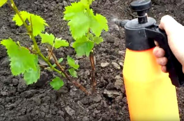 การพ่นป้องกัน