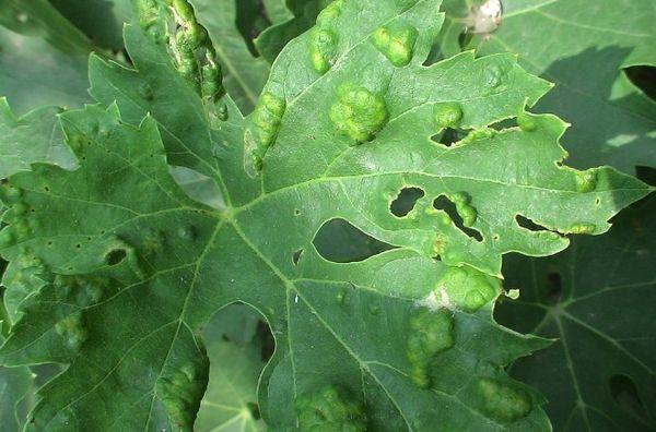 ฟิลลอกเซราใบ