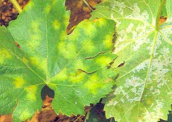 maladie de la mosaïque