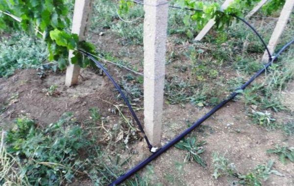 irrigation goutte à goutte