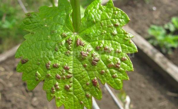 Nécrose bactérienne