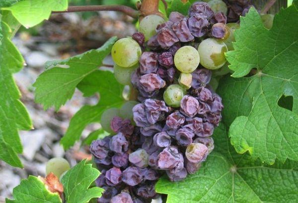 La brûlure bactérienne de la vigne