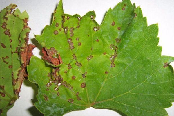 anthracnose du raisin