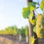 เพลเวน มัสกัต