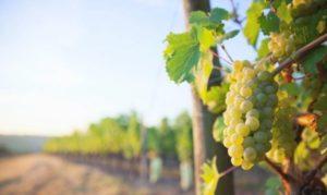 คำอธิบายพันธุ์องุ่นมัสกัต 30 สายพันธุ์ การปลูก การเพาะปลูก และการดูแลรักษา