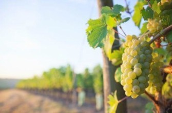 เพลเวน มัสกัต