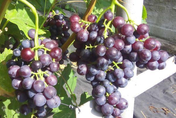 Rouge super précoce