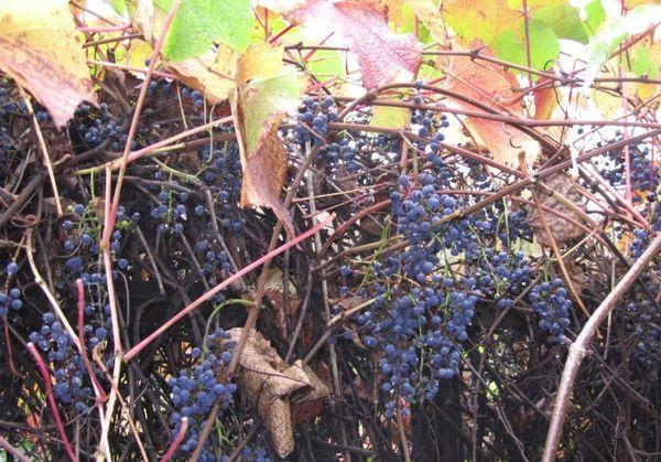 raisins d'Extrême-Orient