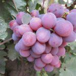 ผลไม้จากที่ราบลุ่ม