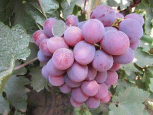 คำอธิบายพันธุ์องุ่น Nizina การปลูกและการดูแลในพื้นที่โล่ง