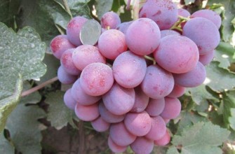 ผลไม้จากที่ราบลุ่ม