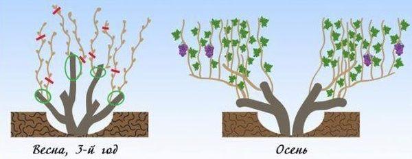 การตัดแต่งและจัดรูปทรง