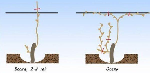 คำอธิบายพันธุ์องุ่น Nizina การปลูกและการดูแลในพื้นที่โล่ง