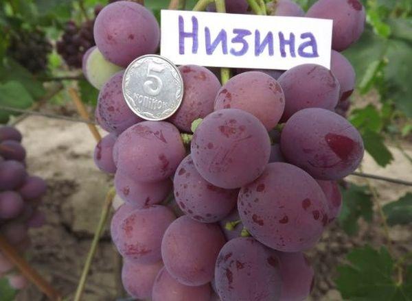 พันธุ์พื้นราบ