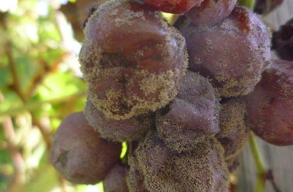 โรคเน่าสีเทา