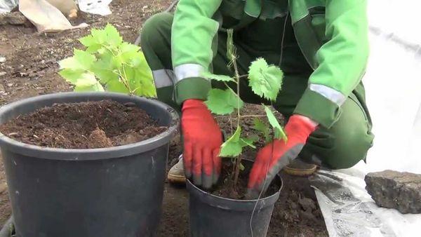 การเตรียมพื้นที่