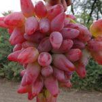 องุ่นลูกผสม