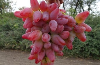 องุ่นลูกผสม