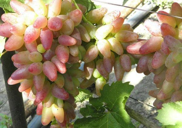 องุ่นผลยาว