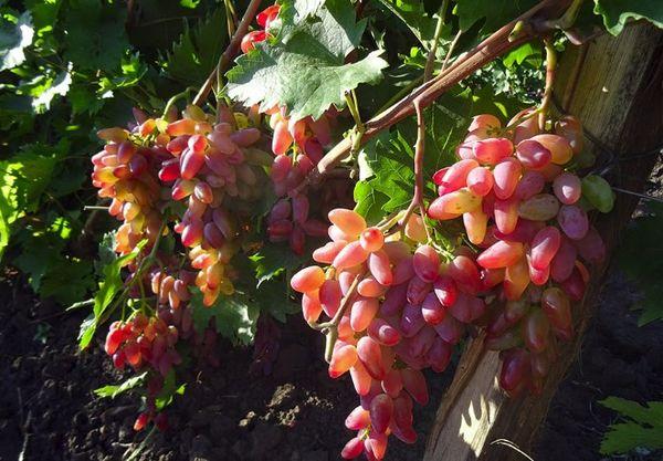 การติดผลขององุ่น